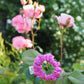 Chouchou petit - Daisy rose fuschia