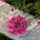 Chouchou classique - Daisy fuschia