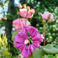Chouchou classique - Daisy fuschia
